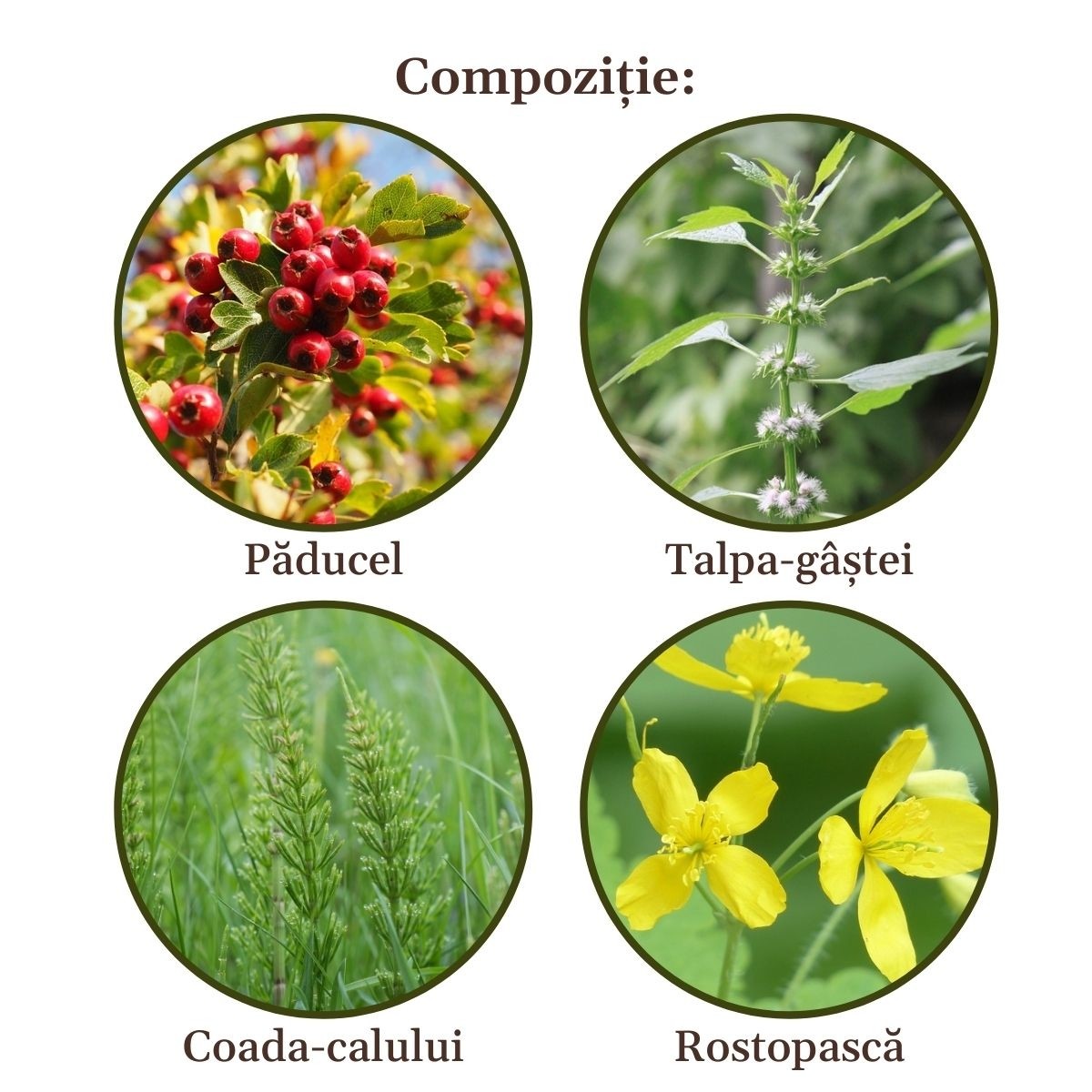 Cardiacus Herbal Tea For Healthy Heart - Faunus Plant - 90g