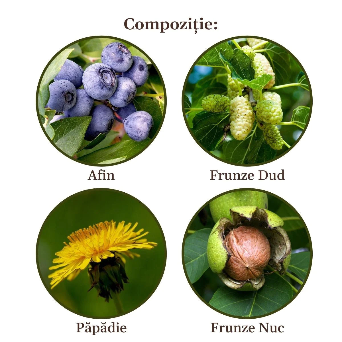 Gliconormus Tea, Blood Sugar within Normal Limits, Faunus Plant, 90g