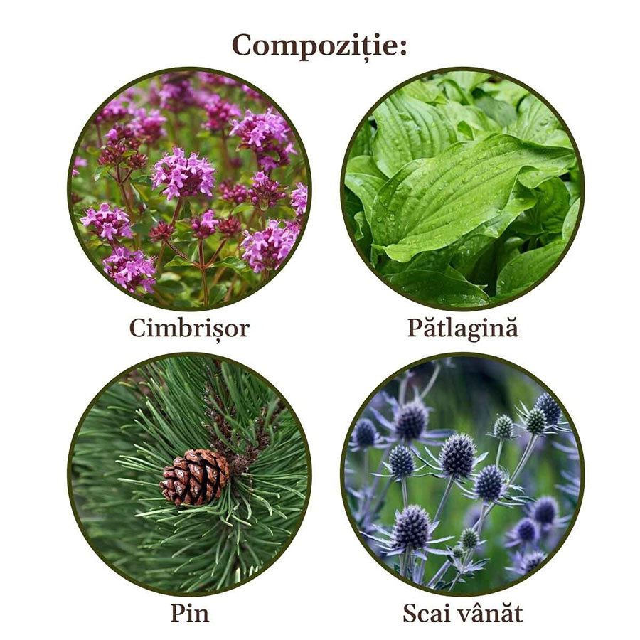 Respiratorus Syrup, expectorant, antitussive, antispastic, anti-inflammatory, antiseptic - Faunus Plant - 200ml